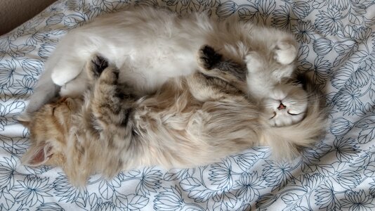 Two Twits - small.jpg