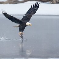 baldeagle